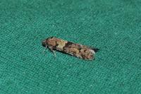 Tortricodes alternella
