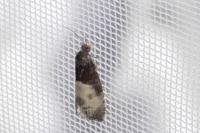 Notocelia cynosbatella