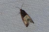 Notocelia cynosbatella