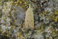 Nothris verbascella