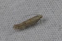 Scrobipalpa