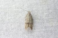 Teleiodes vulgella