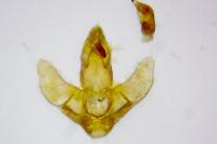 Agonopterix subpropinquella