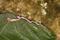 Stigmella aurella