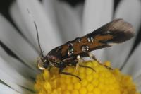 Pancalia leuwenhoekella