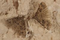 Alucita hexadactyla