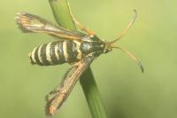 Bembecia scopigera