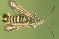 Bembecia scopigera