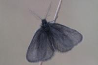Epichnopterix sieboldii