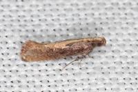 Acrolepiopsis vesperella
