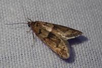 Tortricodes alternella