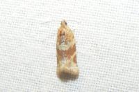 Argyrotaenia ljungiana