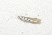 Coleophora