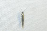 Coleophora
