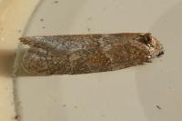 Tortricodes alternella