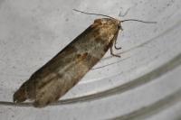 Tortricodes alternella