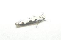 Ethmia bipunctella