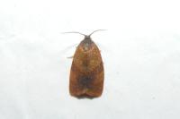 Cacoecimorpha pronubana