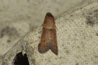Tortricodes alternella