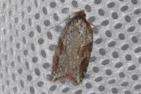 Acleris schalleriana