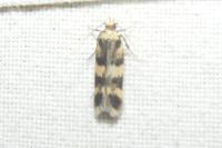 Oegoconia