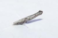 Zelleria oleastrella