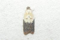 Acleris variegana