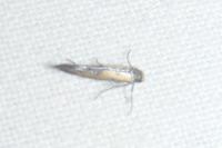 Ochromolopis ictella