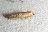 Eucosma gr. cana