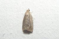 Cydia splendana