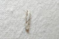 Stenolechia gemmella