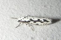 Ethmia pusiella/candidella