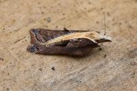 Acleris cristana