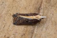 Acleris cristana