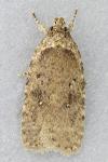 Agonopterix ciliella/heracliana