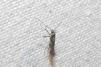 Euspilapteryx auroguttella