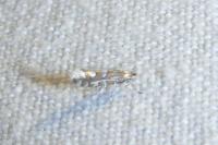 Phyllonorycter
