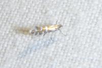 Phyllonorycter