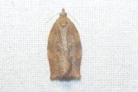 Pandemis heparana