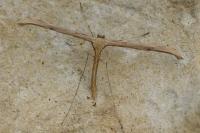 Emmelina monodactyla