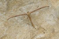 Emmelina monodactyla