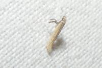 Aspilapteryx limosella