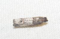 Notocelia