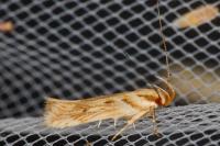 Stomopteryx detersella