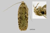 Agonopterix heracliana