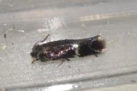 Stigmella speciosa