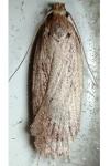 Depressaria