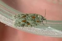 Acleris literana