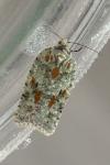 Acleris literana
