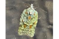 Acleris literana